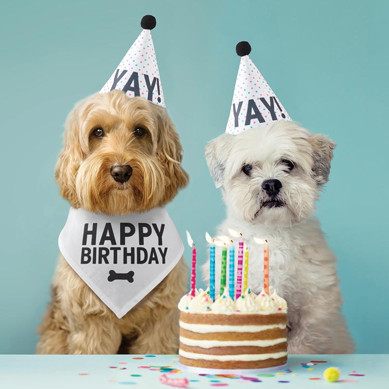 Pet Birthday Box by Santa Barbara Design Studio by Creative Brands