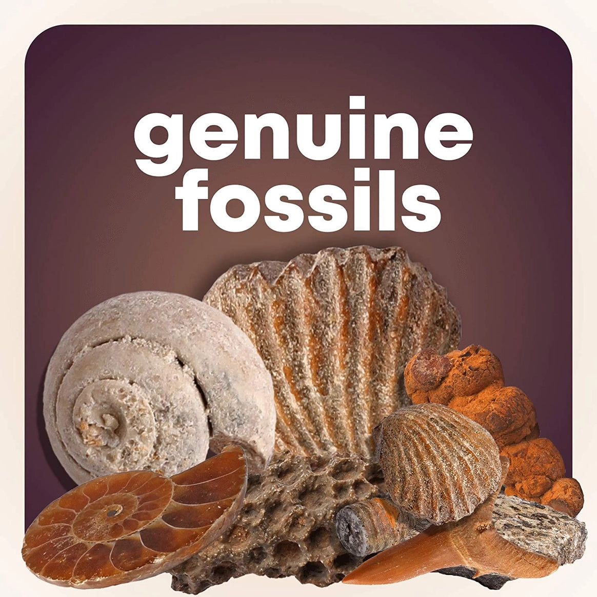 Dan&Darci - Mega Rock, Fossil & Mineral Collection