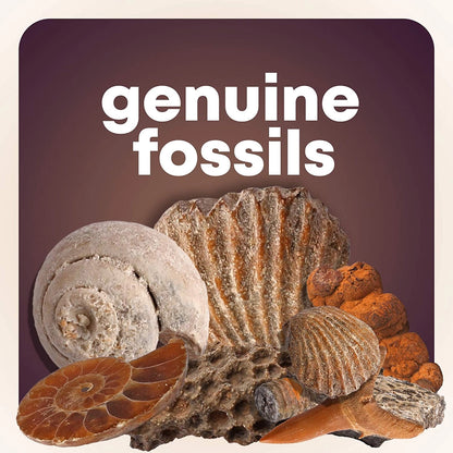 Dan&Darci - Mega Rock, Fossil & Mineral Collection